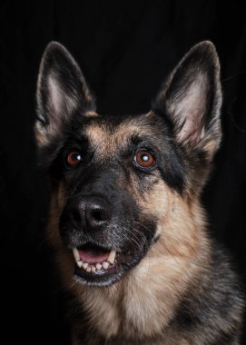 Siyah köpek, Alman çoban köpeği yetiştirir.