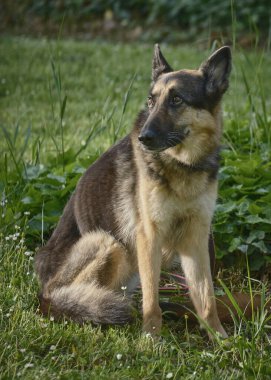Alman çoban köpeği çimlerde