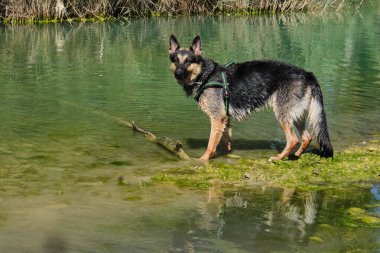 Alman çoban köpeği göldeki