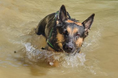 Köpek köpekle birlikte suda yüzüyor.