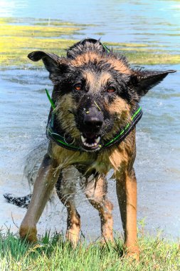 Alman çoban köpeği gölde yüzüyor.