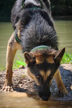 Nehirde bir Alman çoban köpeği.