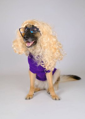 Beyaz arka planda peruğu olan gözlüklü sevimli bir köpek. evcil