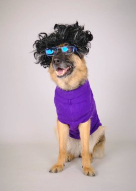 Doberman köpek yavrusu zıplıyor