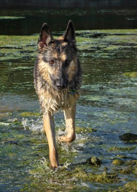 Köpek parktaki suda çoban yetiştirir.