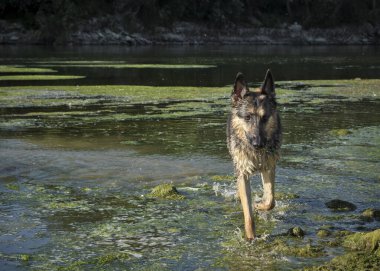 Göldeki ormanda bir köpek