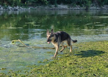 Sudaki köpek