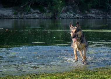 Sudaki köpek