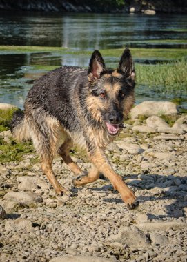 Alman çoban köpeği doğada