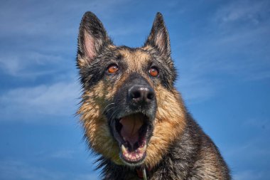 Mavi gökyüzünün arka planında Alman çoban köpeği portresi.