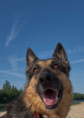 Gölde bir Alman çoban köpeği portresi