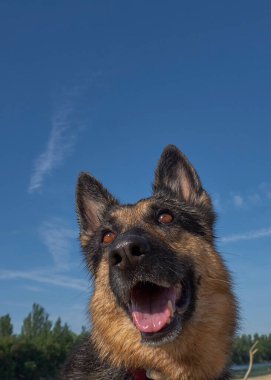 Yazın Alman çoban köpeği portresi