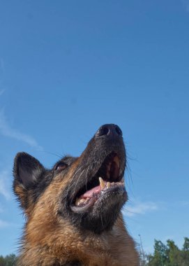 Tarladaki bir köpeğin portresi, çoban köpeği.