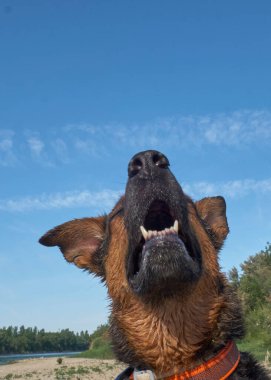 Alman çoban köpeği portresi mavi gökyüzünün ve bulutların arka planında.