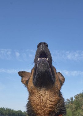 Mavi gökyüzünün önünde bir Alman çoban köpeği.