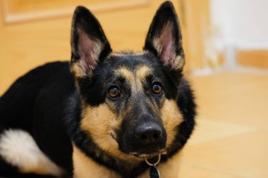 Sarı gözlü siyah köpek.