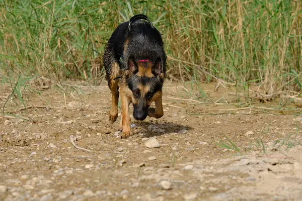 Oynayan Alman çoban köpek