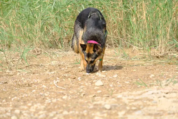Otların arasında bir köpek