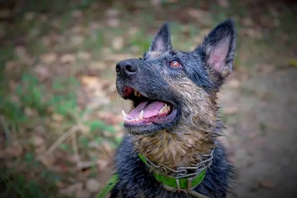 Bir köpek portresi. Yeşil çimlerin üzerinde yeşil köpeği olan siyah bir köpek.