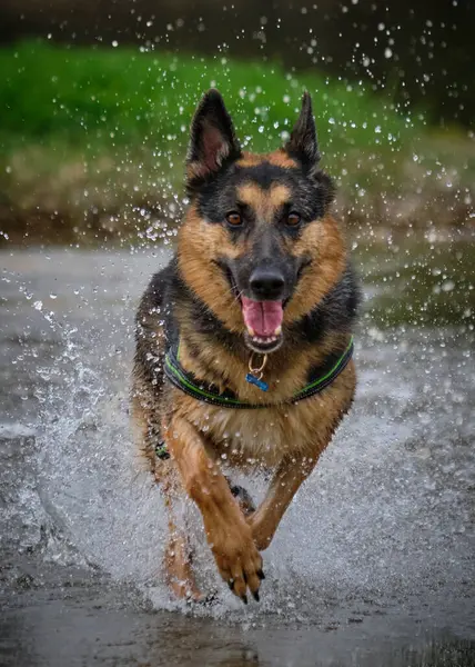 Suda koşan bir köpek.