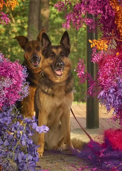 Bahçede iki köpek.