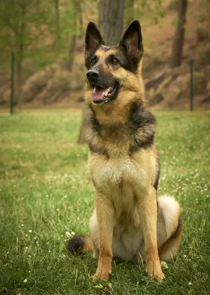 Alman çoban köpek portre