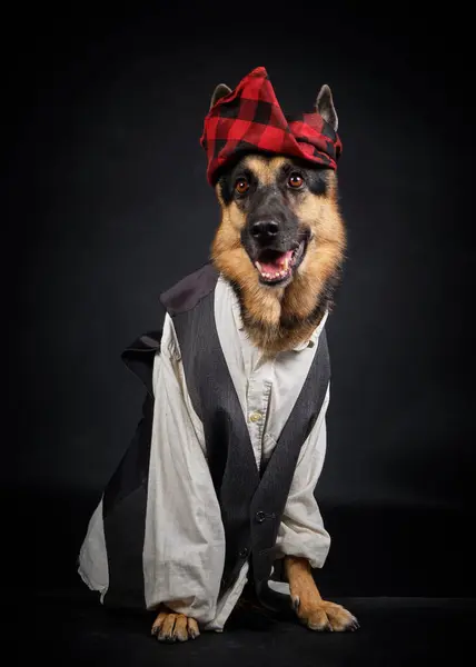 Ekose şapkalı bir köpek ve papyon.