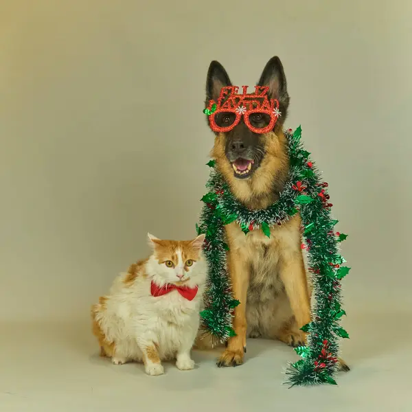 Beyaz arka planda Noel süslemeleri olan kedi ve köpekler.