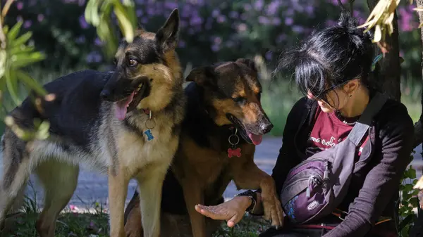 Parkta köpekleriyle Asyalı bir kız.