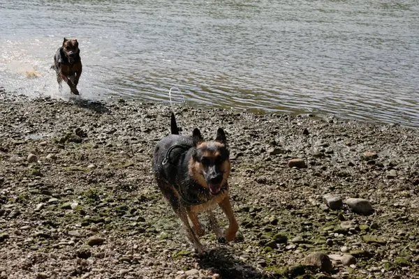 Nehirde Alman çoban köpeği