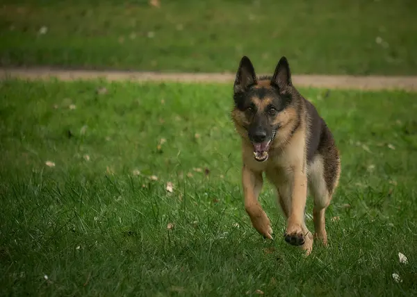 Yetişkin bir köpeğin portresi