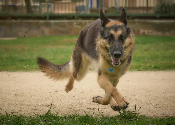 Yazın köpek parkta koşuyor.