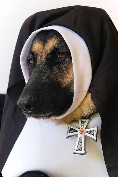 Beyaz yakalı siyahlı köpek.