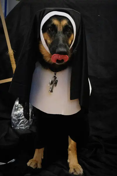 Yüzünde siyah maske olan bir köpek. Siyah bir duvarın arkasında siyah bir köpek. Cadılar bayramı, kostüm.