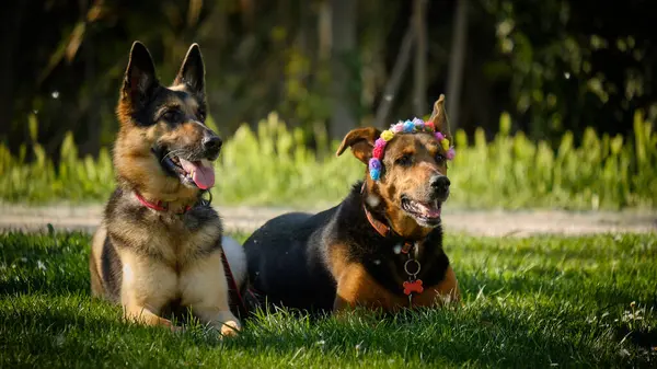 Alman çoban köpeği çimlerde