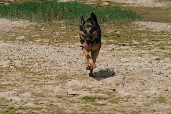 Doğada Koşan Köpek.