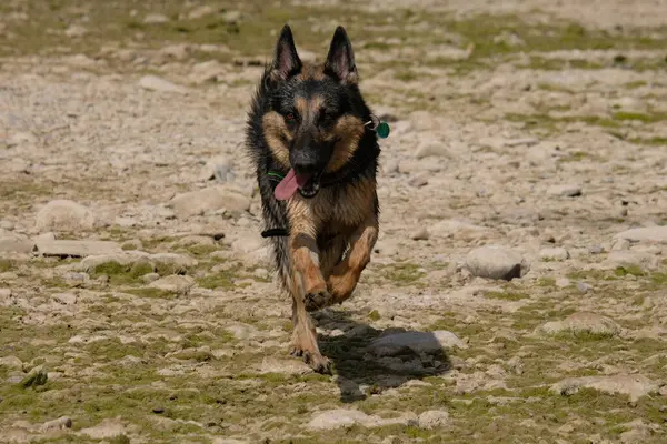 Alman çoban köpeği sahilde koşuyor.