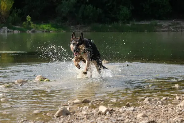 Köpek nehirde oynuyor.