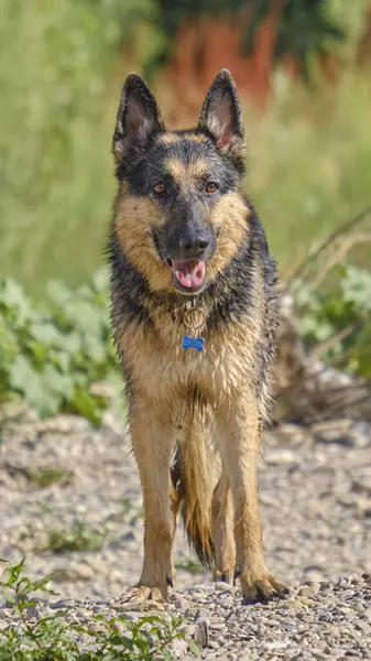 Alman çoban köpeği portresi.
