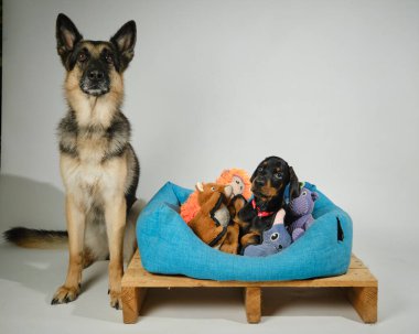 Alman çoban köpeği ve iki yavru köpek.