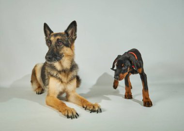 Alman köpek çoban köpeği ve beyaz arka planda köpek yavrusu. Stüdyo çekimi.