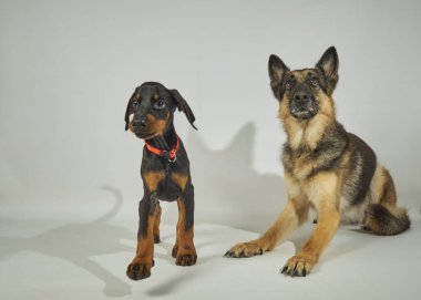 Stüdyoda iki köpek