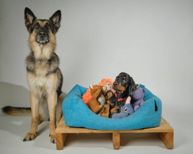 Köpek ve köpek stüdyoda.