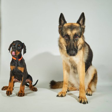 iki sevimli siyah ve kırmızı köpek