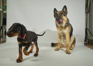 İki köpek stüdyoda poz veriyor.