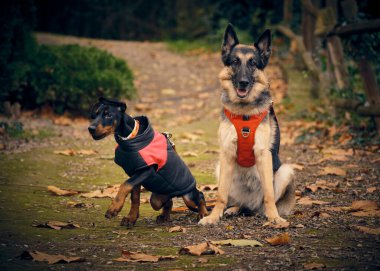 Sonbaharda parktaki köpekler