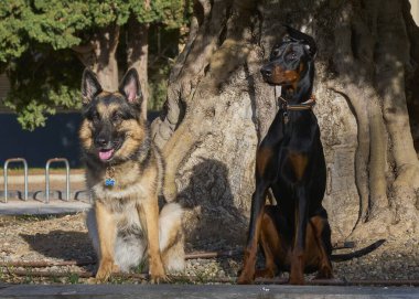bir parkta köpekler