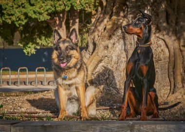 Siyah yakalı Alman çoban köpeği.