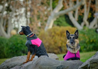 Sonbaharda parkta iki köpek oturuyor..