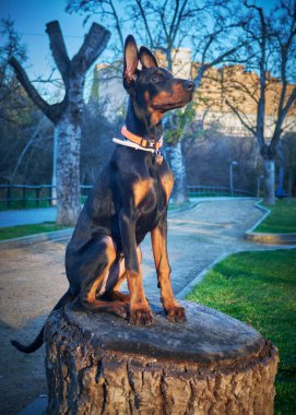 Bir köpek cinsi doberman köpeği parkta sokakta oturur..